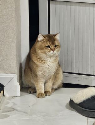 Продаётся срочно! Золотая Британская шиншила мальчик