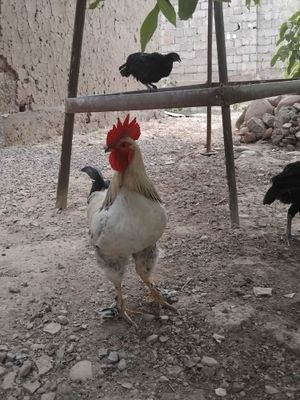 xuroz sotiladi damashni xuroz