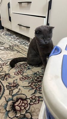 Скоттиш страйт девочка