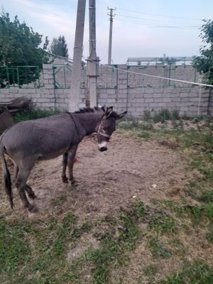 Продается молодой осел