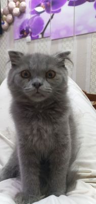 Скоттиш страй соъилади