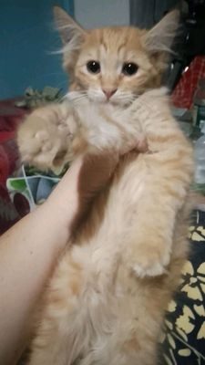 отдам котят бесплатно бухара