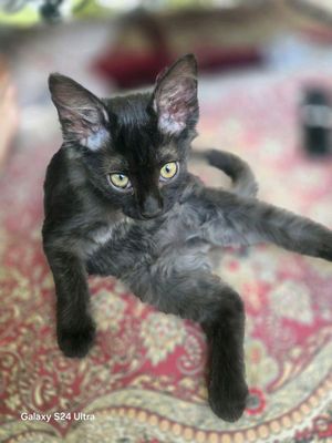отдам котят бесплатно умные ласковые
