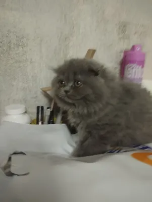 Продаются котята скоттиш фолд