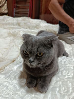 Продаю шодландский кот чисто кровний