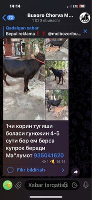 Sigir sotiladi mol batafsil pasda