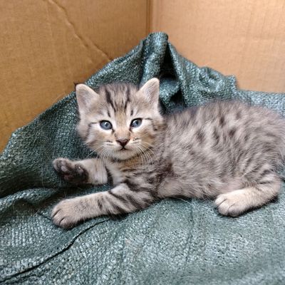 мушукчалар сотилади 1ойлик