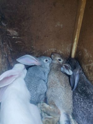 Flandr va velekan quyonlar sotiladi 1 oylik