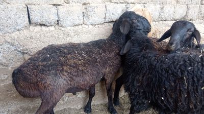 Qochqor la sotiladi