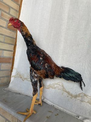 Yapon shamo zot juja aprelskiy tozasi 750 ming