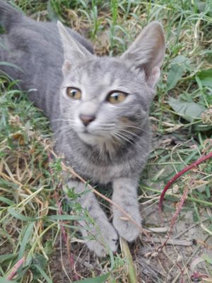 Отдадим котенка в добрые руки