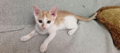 котенок(мальчик)