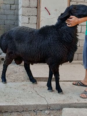 Qoʻchqor sotiladi patodali