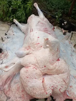 Qassob - Қассоб сервис