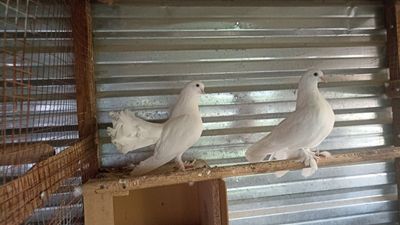 Соглом кабутарлар сотилади
