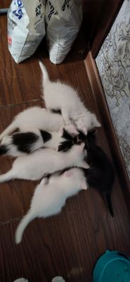 Котята белий продается