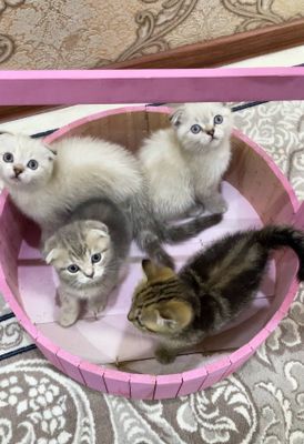 Шотландские котята