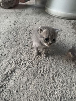 Домашная кошка (uy mishig’i)