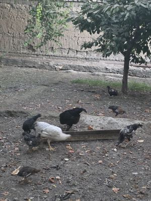 Tovuq Xoʻroz va jujalar sotiladi