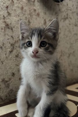 Котята бесплатно