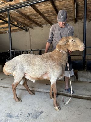 Кучкор Арашан йирик 110 кгдан ошик веси