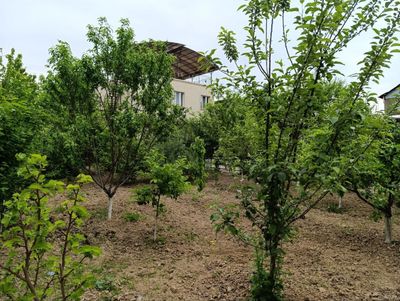 Паркет дача, 12 сот, дом 200 кв.м + отдельно 70 кв. м, 150 000 у.е.