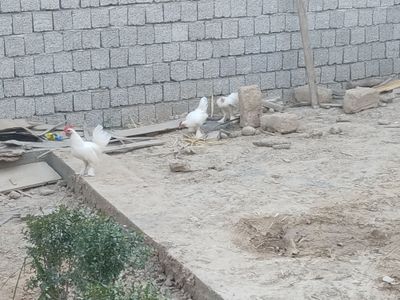 Yosh yapon xorozlar sotiladi 3 ta