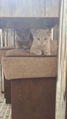 Scottish fold vislouxiya
