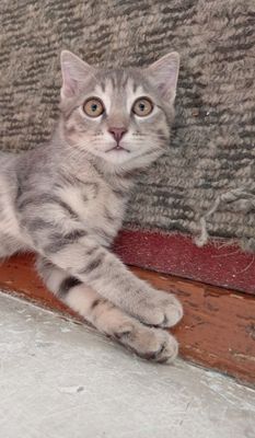Котёнок мальчик домашний