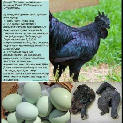 Қора ухеюл тухум сотилади