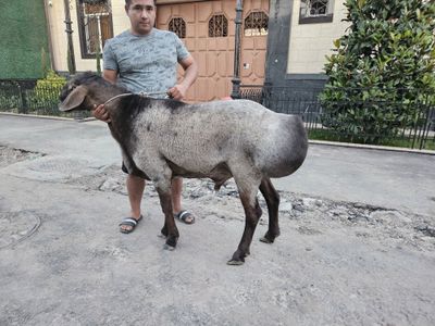 Арашан кочкор сотилади