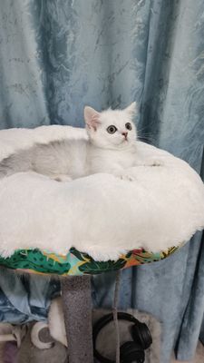 Продаётся чистокровный котёнок манчикин