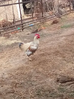 Xoroz tovuqla sotiladi xoʻroz