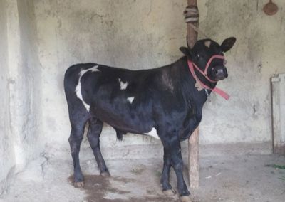 1,5 yashar hukiz sotiladi parodni