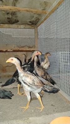 Dakan kulangi jo'jalar sotiladi