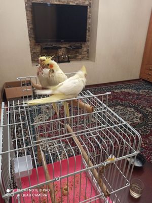 Попугаи корелла, ручные 3 штуки