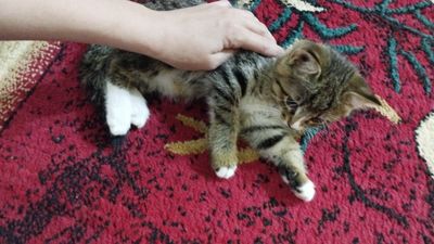 Отдам в хорошие добрые руки
