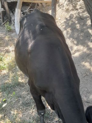 G'unajin sotiladi