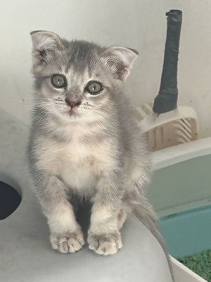 Шиншилла и Выслоухий котики