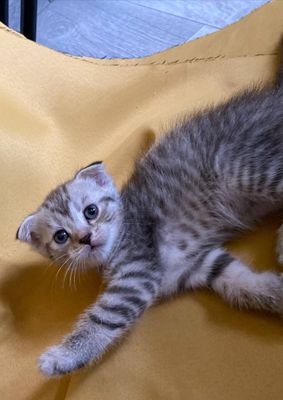 Продаются котята