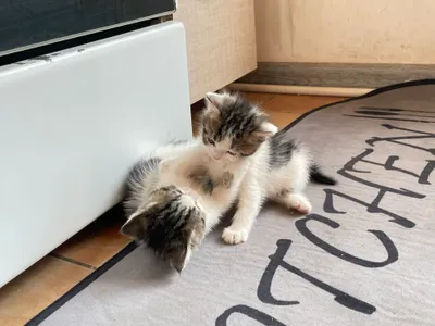 Persidiskiy bolalari