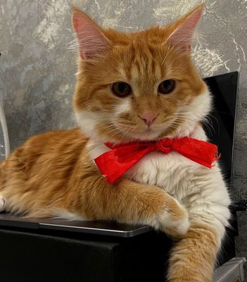 Турк ангорка кот