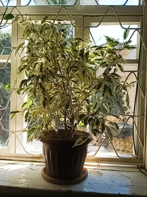 Шикарный пушистый фикус Бенджамина