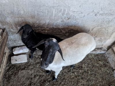 Zotdor qo'y 3ta Tug'adi Ona Bola
