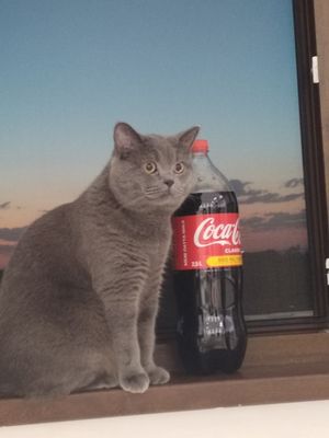 Вязка Скоттиш Страйт