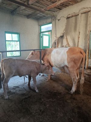 Zotdor sigir urg'ochi bolasi bilan