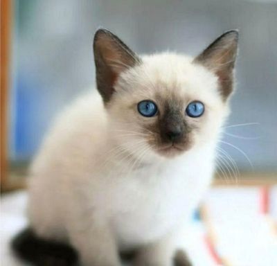 Сиамский котенок
