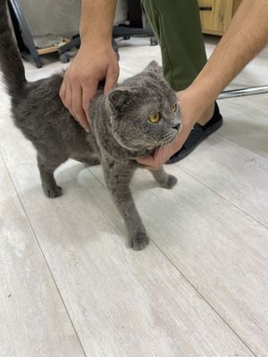 Кошка британский