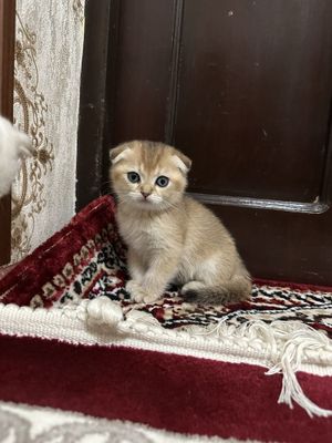 Scottish Fold shinchilla mushukchalar