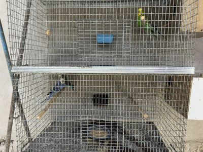 Продается попугай пара Чех